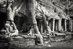 preah_kahn_figtree