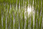 rice_field_001